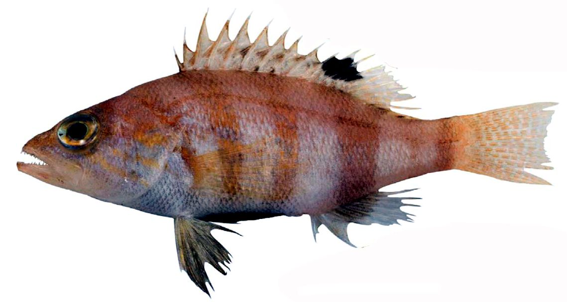 Serranus hepatus_011.jpg